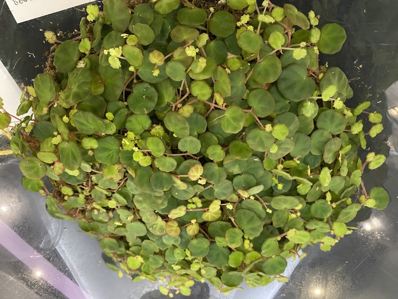 B. lichenora - mini